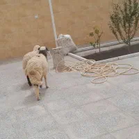 گوسفند بره