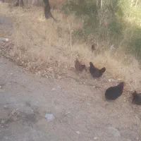 مرغ تخمی