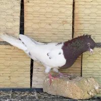 عروسک