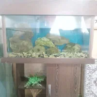 اکواریوم
