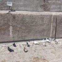 کفتر طوقی‌پشتی‌سبزپولکی‌سارشامی‌سینه‌بامشتری توافق
