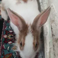 خرگوش بازیگوش و زیبا