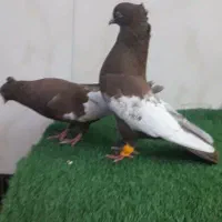 فروش رنگی|پرنده|حمیدیه, |دیوار