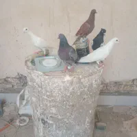 کفتر پرشی