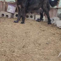 سگ لاس قدرجونی