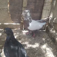 سینه ای و طوقی