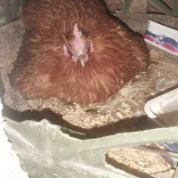 تخم مرغ خانگی