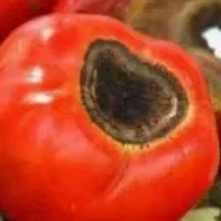 درمان صیفی جات مخصوصا گوجه فرنگی
