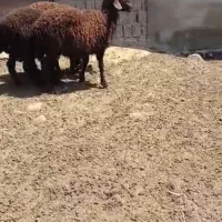 گوسفند وبره زنده