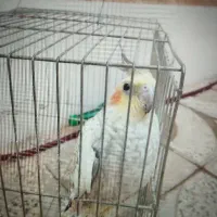 عروس هلندی
