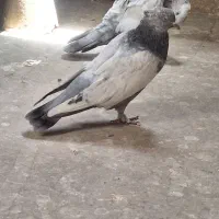 پرنده سینه ای