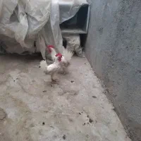 خروس جوان