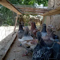جوجه مسافتی المانی