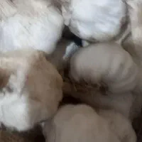سیر بذر