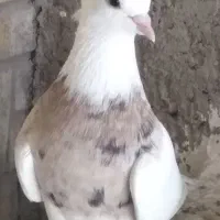 جهت برکت نر طوق پرتقالی خال سیاه