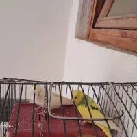 یک جفت مرغ عشق نر و ماده دستی