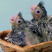 جوجه عروس هلندی