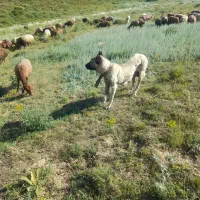 سگ ماده|سگ|خواجه, |دیوار