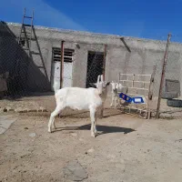 بزنرسانن ۸ماهه زاتش دقلوزا