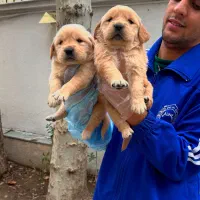 گلدن رتریور طلایی و دارچینی