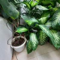 گل طبیعی|گل و گیاه طبیعی|سقز, |دیوار