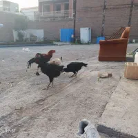 مرغ خروس لاری