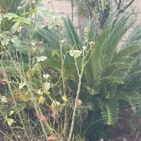 سیکاس|خدمات باغبانی و درختکاری|خمام, |دیوار