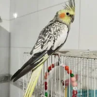 ۲تا جوجه عروس هلندی
