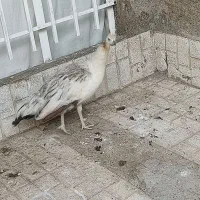 طاوس