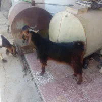 کهره نر و بز داشت