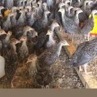 جوجه بوقلمون بیوتی و برنز واکسینه شده