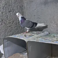 کبوتر تهرانی
