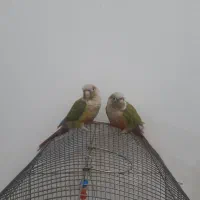 جفت گرینچیک سخنگو باقفس