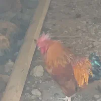 معاوضه  بامرغ تخمی