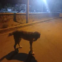 کوچ سگ