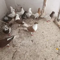 کفتر