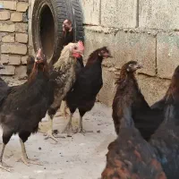 فروش جوجه های سه ماهه