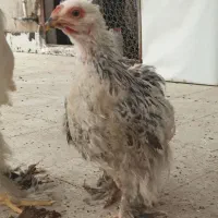 برهما لایت