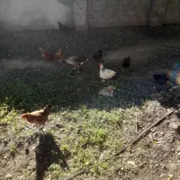 مرغ محلی تخمگذار جوان