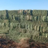 یونجه پرس