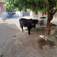 ۲۰۰۰۰۰۰۰۰|حیوانات مزرعه|تالش, تالش|دیوار
