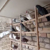 کفترگرودیده وساعت دار
