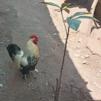 خروس محلی