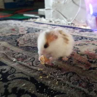 همسترهای زیبا