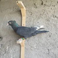 کبوتر