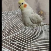 عروس هلندی گمشده زرد رنگ