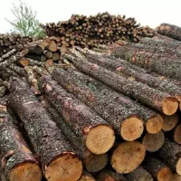 خرید چوب و درخت باغی و صنوبر