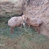 دو عدد میش