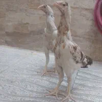 جوجه لاری، نژاد،اوشامو