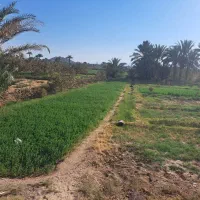 زمین مزروعی انتهای صحرای مبارکه نزدیک بلوارسنگ آهن